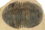 Paralejurus Trilobite - Lghaft, Morocco #186749-2